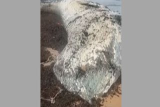 MARINE LIFE CONSERVATION  OCEAN NOISE POLLUTION  WHALE STRANDING INCREASE  WHALE DEATH