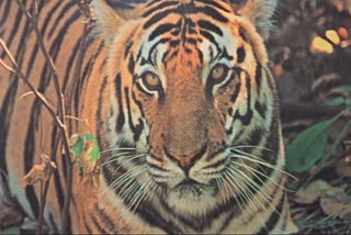 Tigers in Palamu Tiger Reserve