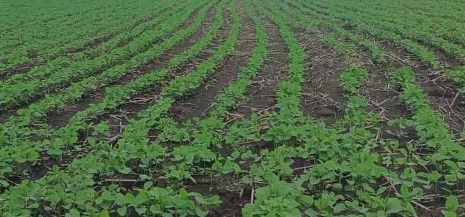 SHAHDOL FARMERS SOYBEAN FARMING