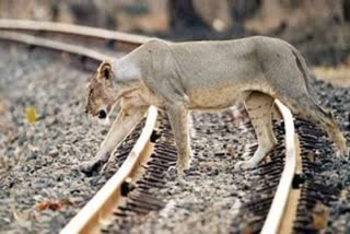 Experts advocates more protected areas for wildlife conservation in India