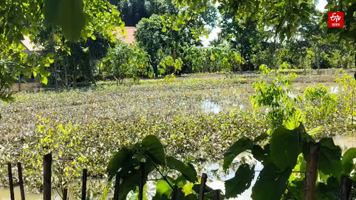 Flood hits tea industry