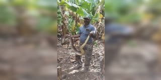 15 Feet Python Found in Banana Farm in Anantapur