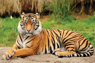King of Forest Tiger