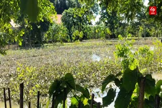 Flood hits tea industry