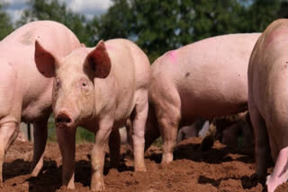 The deaths of nearly 200 pigs due to suspected swine fever in Ambaji, a holy pilgrimage site in Gujarat's Banaskantha, has led to panic among locals.