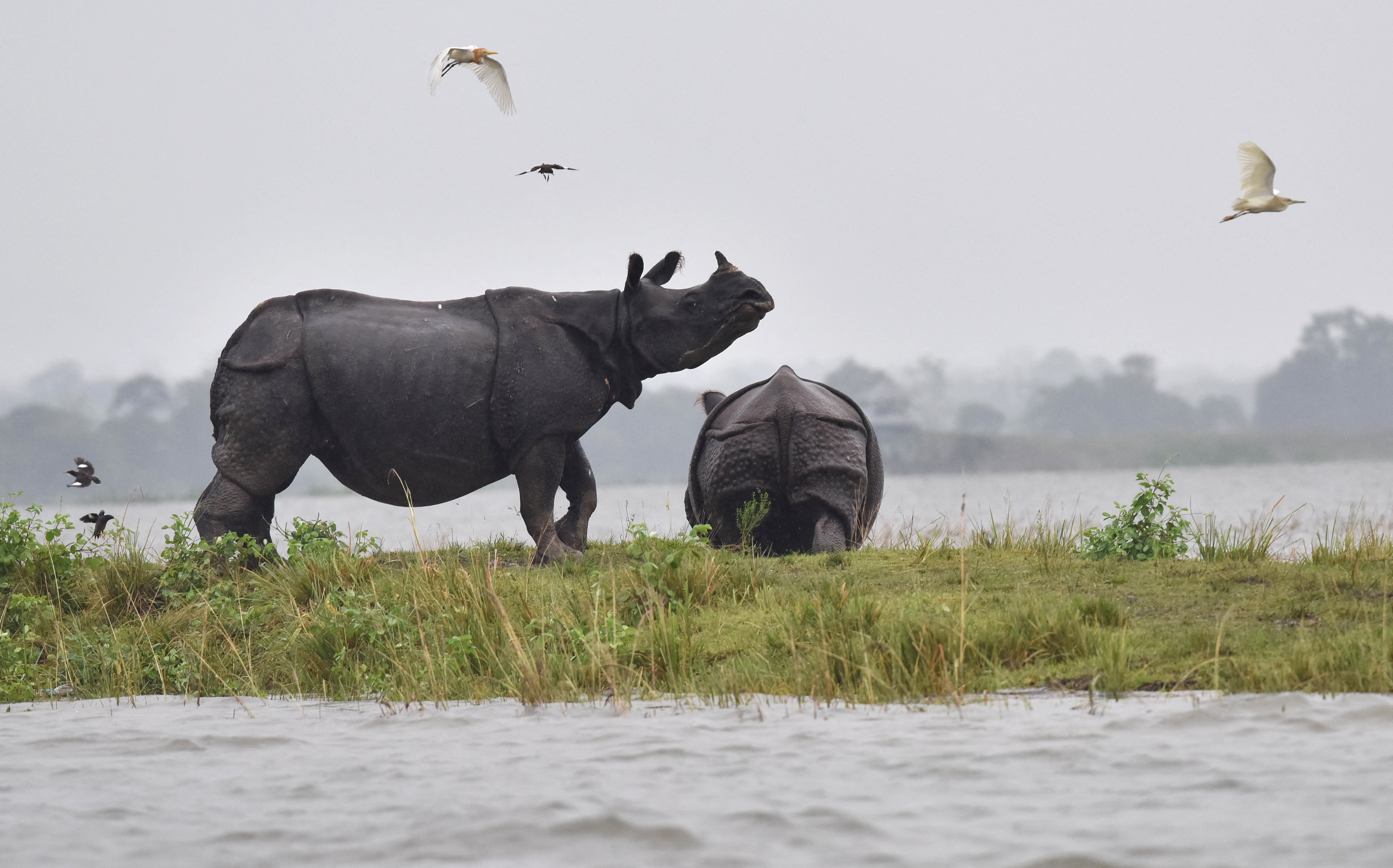 Indian one-horn rhinoceros take shelter from flood waters on higher land at Kaziranga National Park