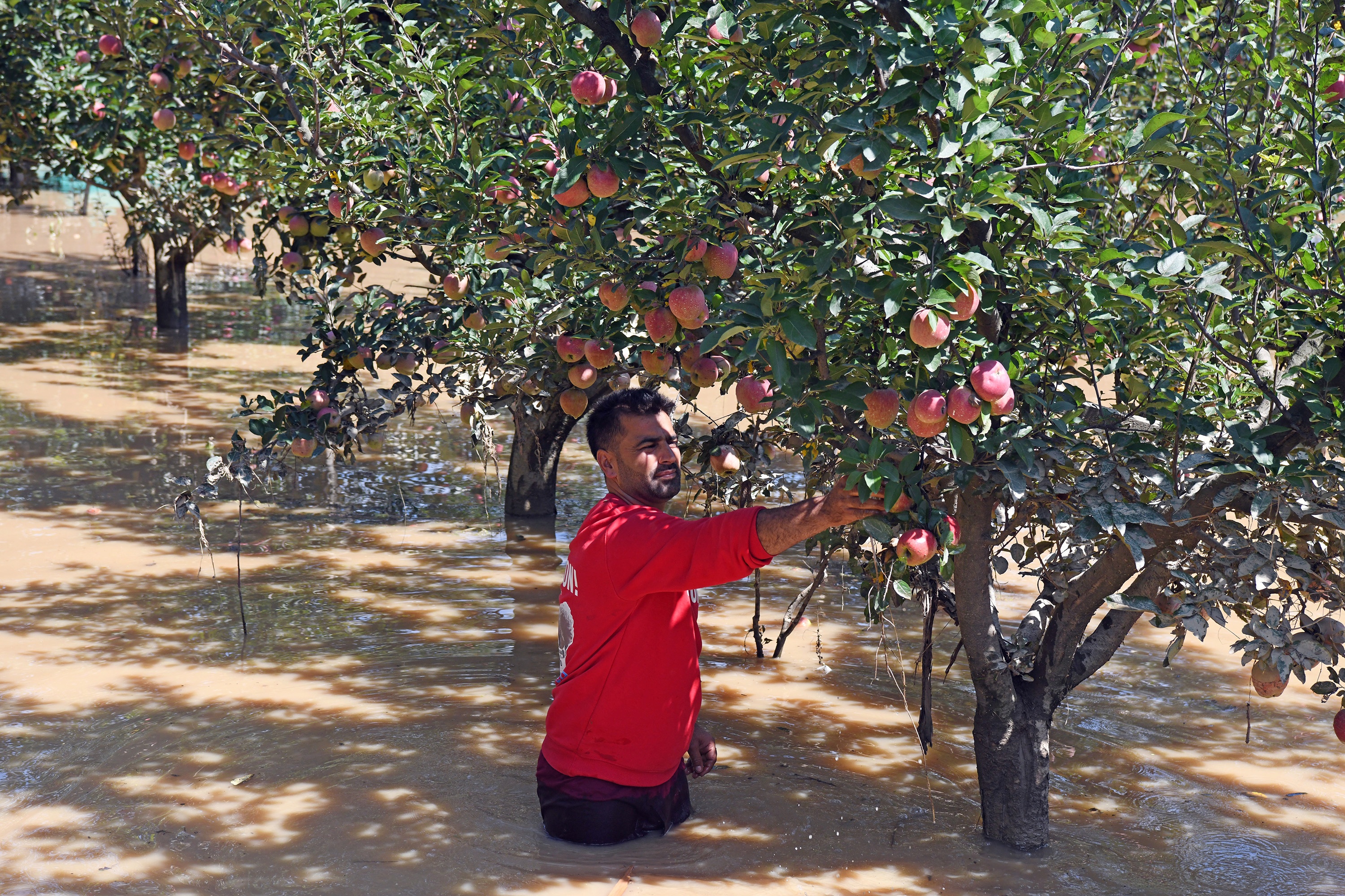 Jammu Srinagar National Highway Closure Pushes Kashmir Horticulture in Losses