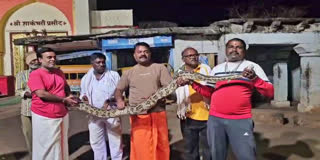 huge-python-spotted-near-famous-banashankari-temple-in-badami
