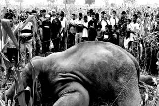 WILD ELEPHANT