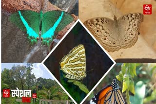 The Western Ghats: A "Treasure Trove" of Rare Butterflies!