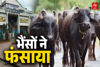 BHOPAL 49 BUFFALOES EXPENSES