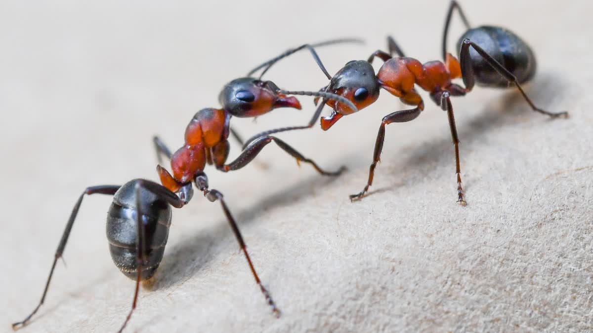 WOMAN DIES OVER FEAR OF ANTS