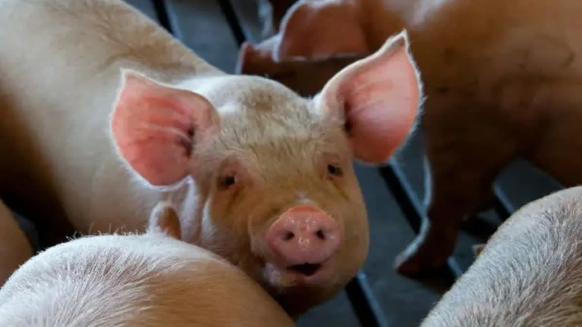 African Swine Fever In Dead Wild Boar