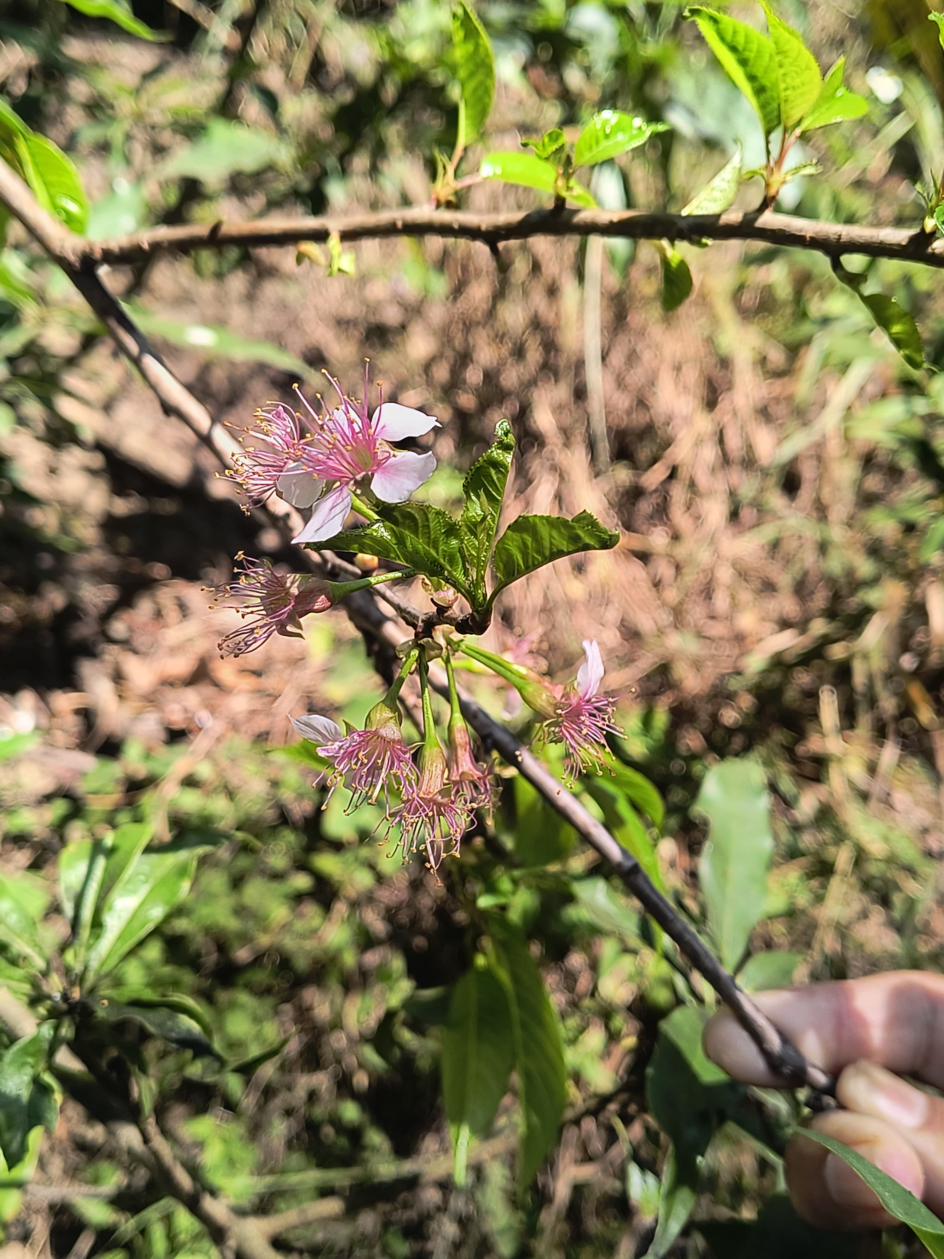 चेरी रूटस्टॉक का फूल समय से पहले खिला