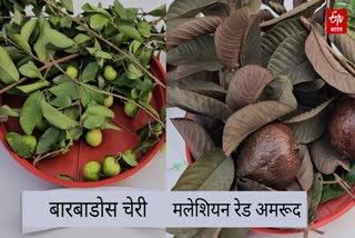 Photo Credit; ETV Bharat