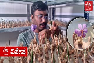 GREW SAFFRON IN DODDABALLAPUR