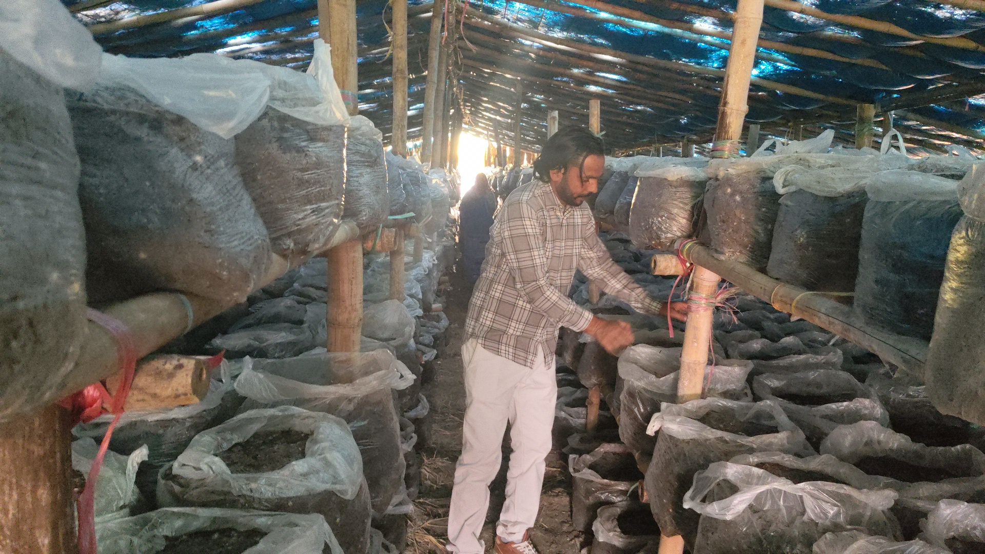 Mushroom Farming Success Story