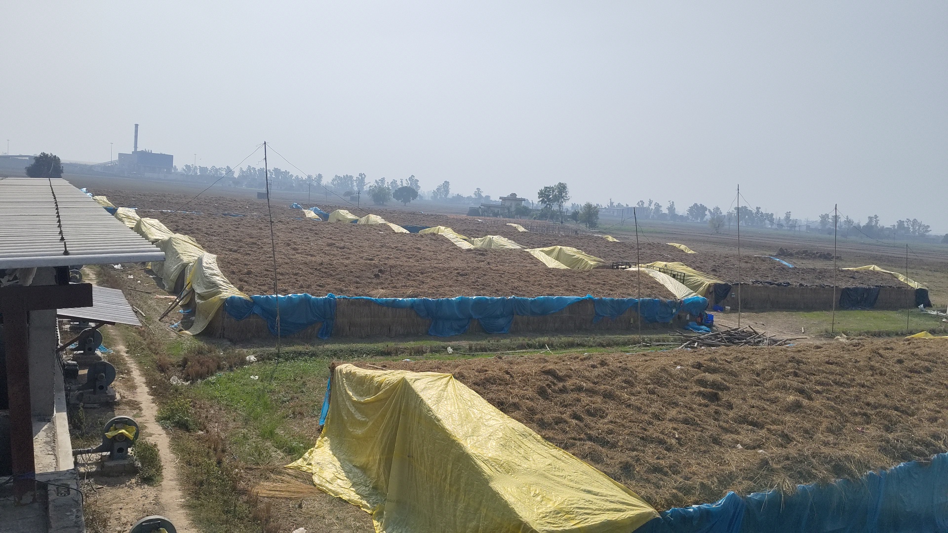 Mushroom Farming Success Story