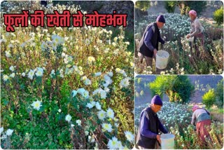 Rawaighat Chrysanthemum Flower Cultivation