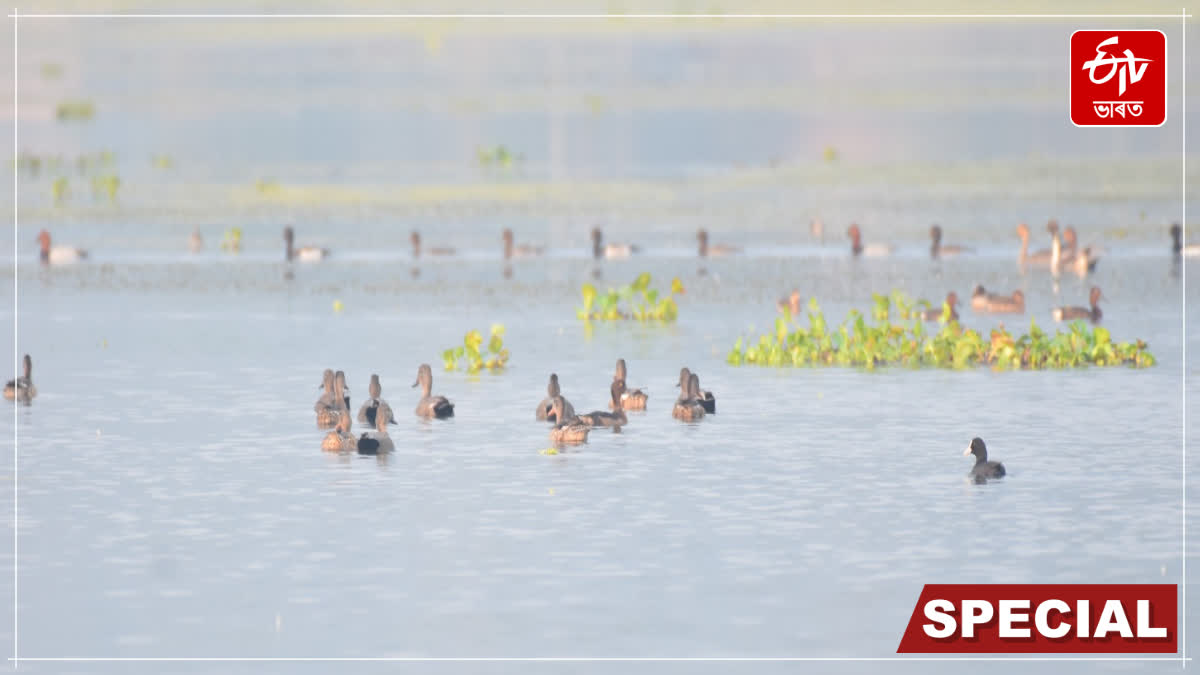 Migratory birds have arrived at various lakes in Bongaigaon district