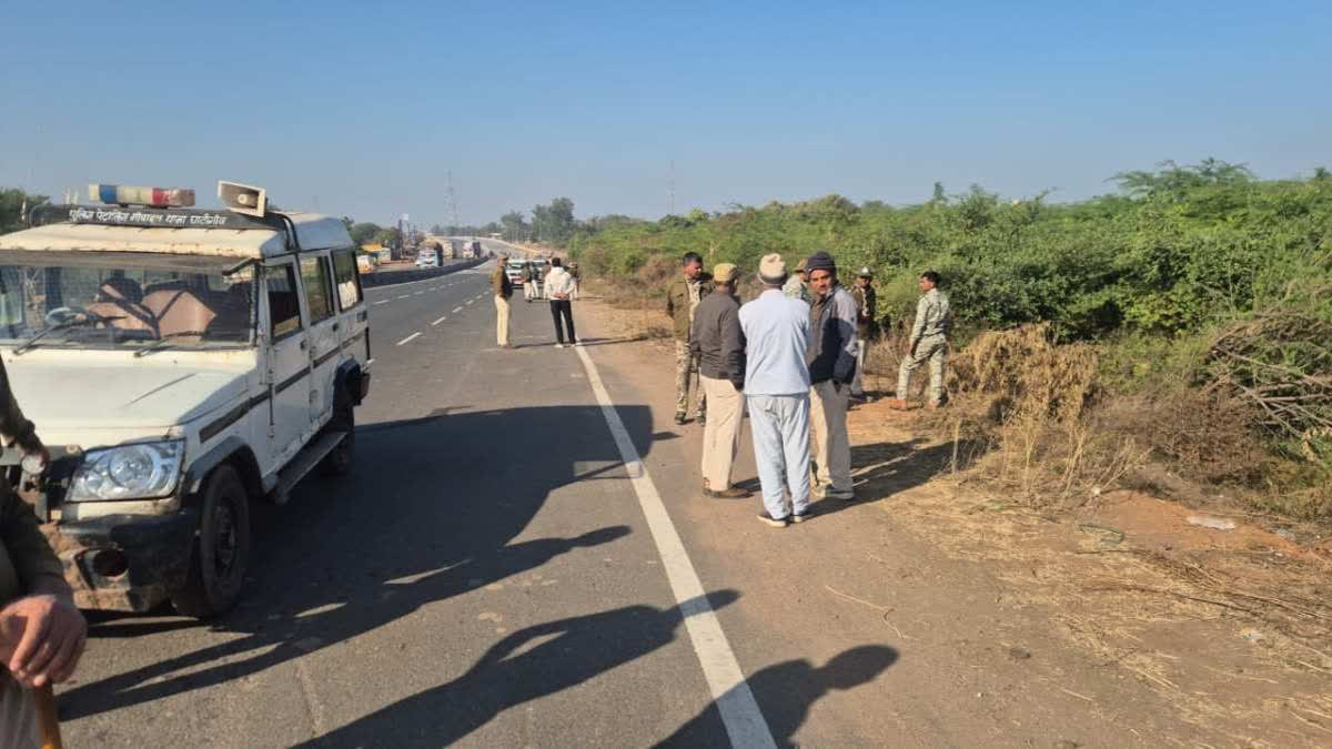 Cheetah Cub Dies In Road Mishap In Madhya Pradesh s Gwalior Cheetah cub dies in road mishap in madhya pradesh s gwalior