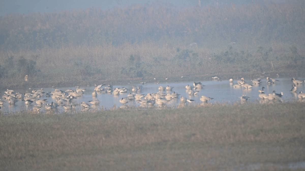 A flock of the Bar-headed Goose near Dighal village in Jhajjar.
