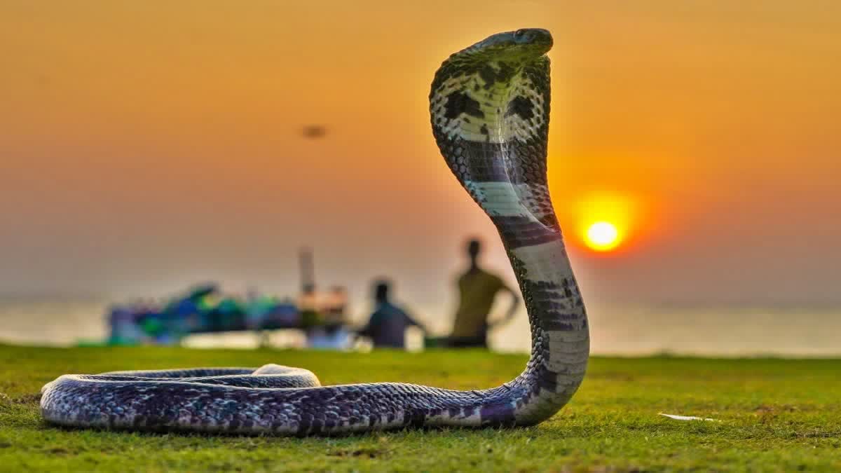 పాములు కంటపడితే చంపేస్తున్నారా? అయితే అవగాహన లోపమే - ఇలా చేయండి