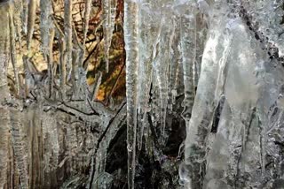 Icicles formed on tree branches on a cold winter day in Baramulla, Jammu and Kashmir