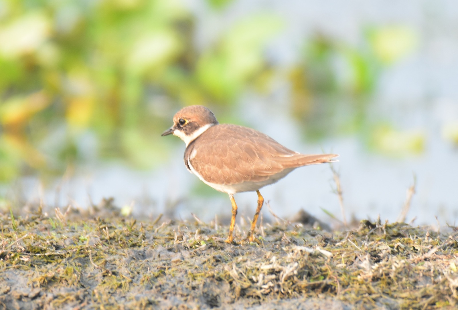 Migratory birds have arrived at various lakes in Bongaigaon district