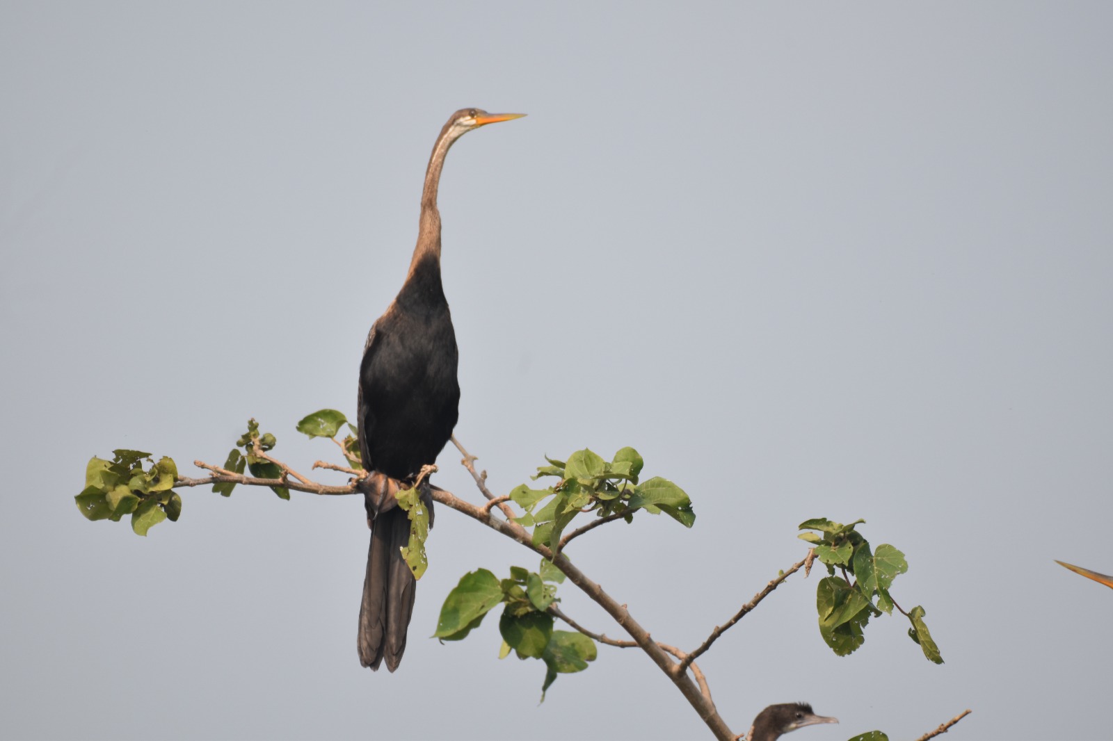 Migratory birds have arrived at various lakes in Bongaigaon district