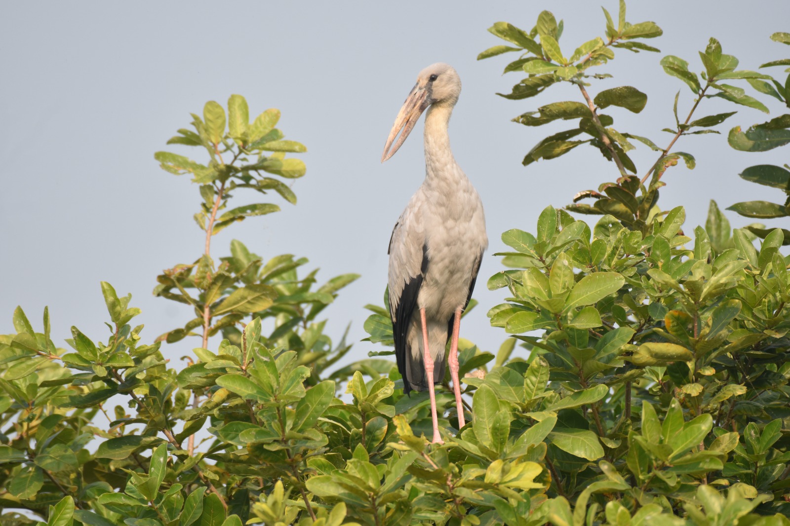Migratory birds have arrived at various lakes in Bongaigaon district