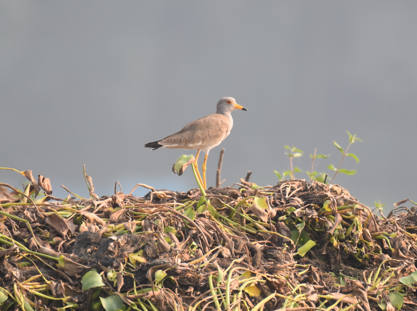 Migratory birds have arrived at various lakes in Bongaigaon district