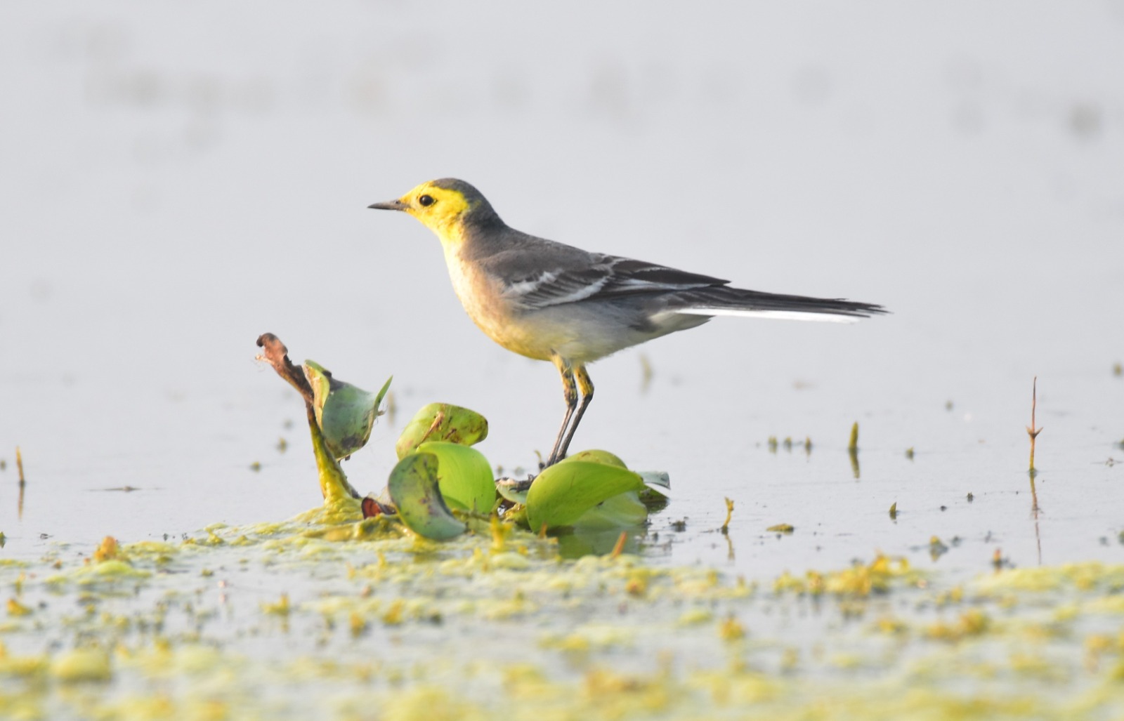 Migratory birds have arrived at various lakes in Bongaigaon district