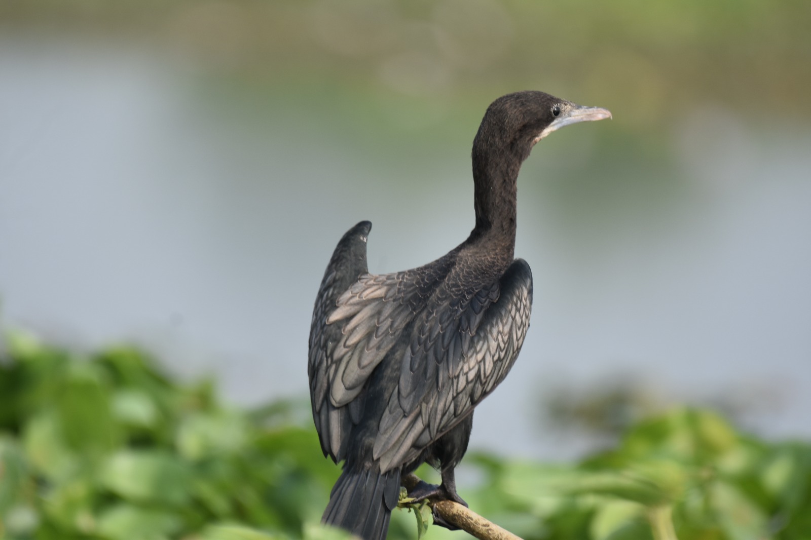 Migratory birds have arrived at various lakes in Bongaigaon district