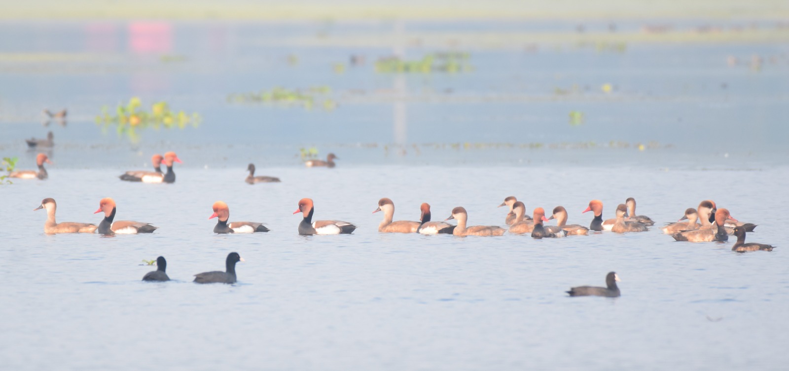 Migratory birds have arrived at various lakes in Bongaigaon district