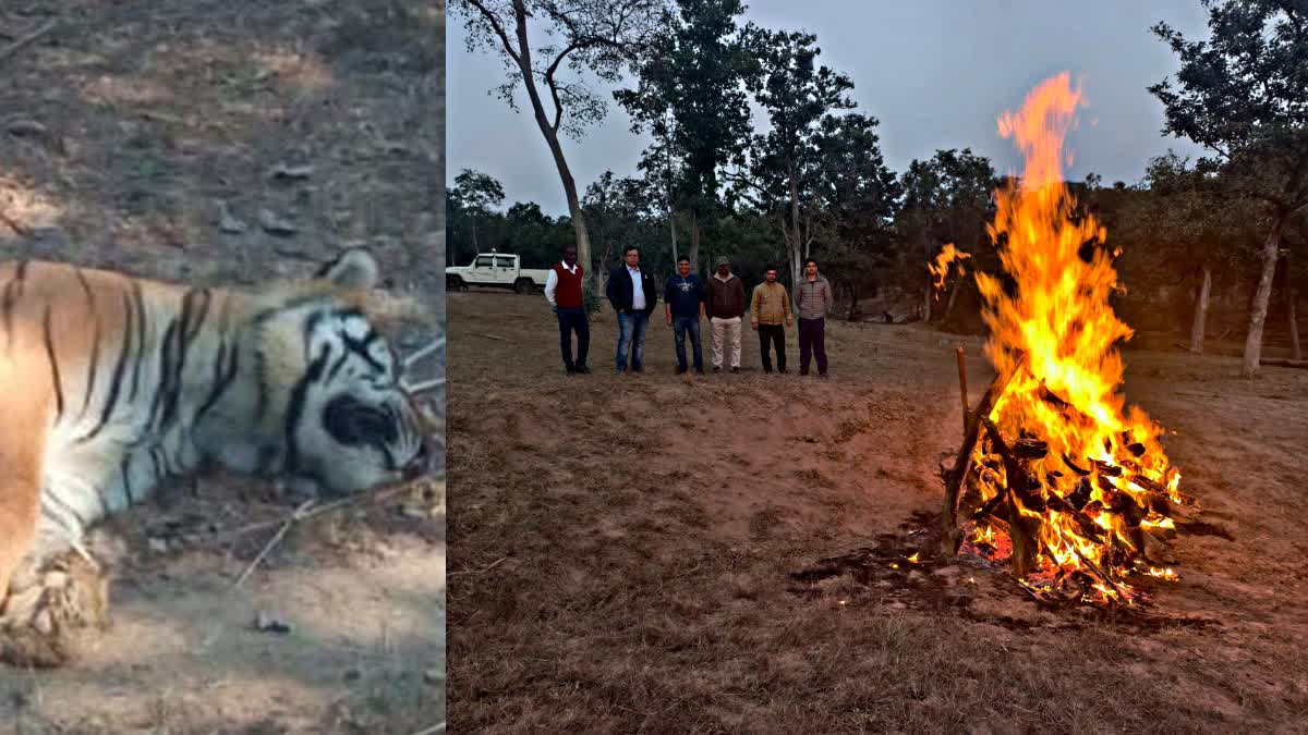 Tiger death news bandhavgarh