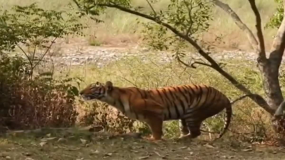 Corbett Dhikala Zone