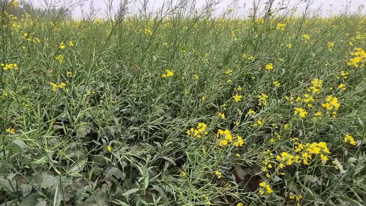 Haryana Farmers See Mixed Impact of Fog and Cold