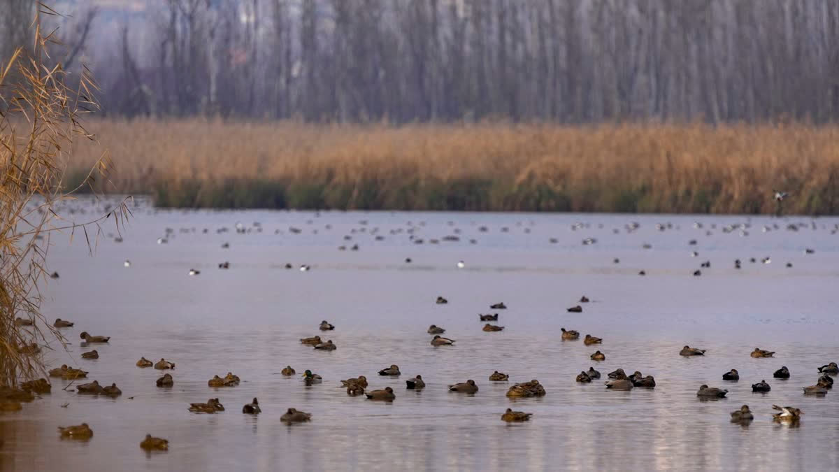 cold-conditions-intensify-in-kashmir-fringes-of-several-water-bodies-freeze