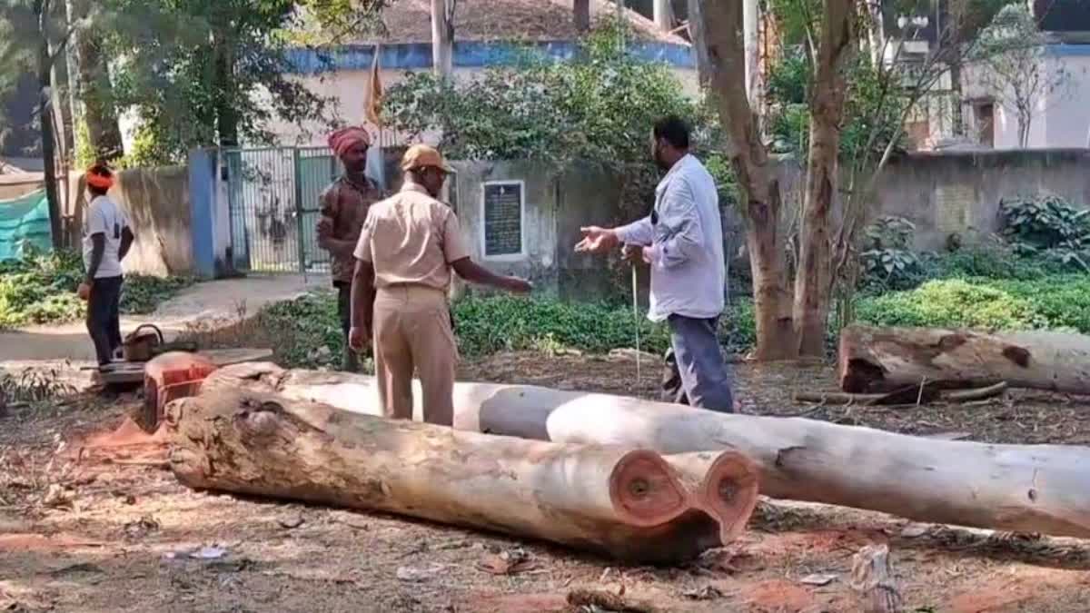 TREE CUTTING IN COLLECTOR OFFICE