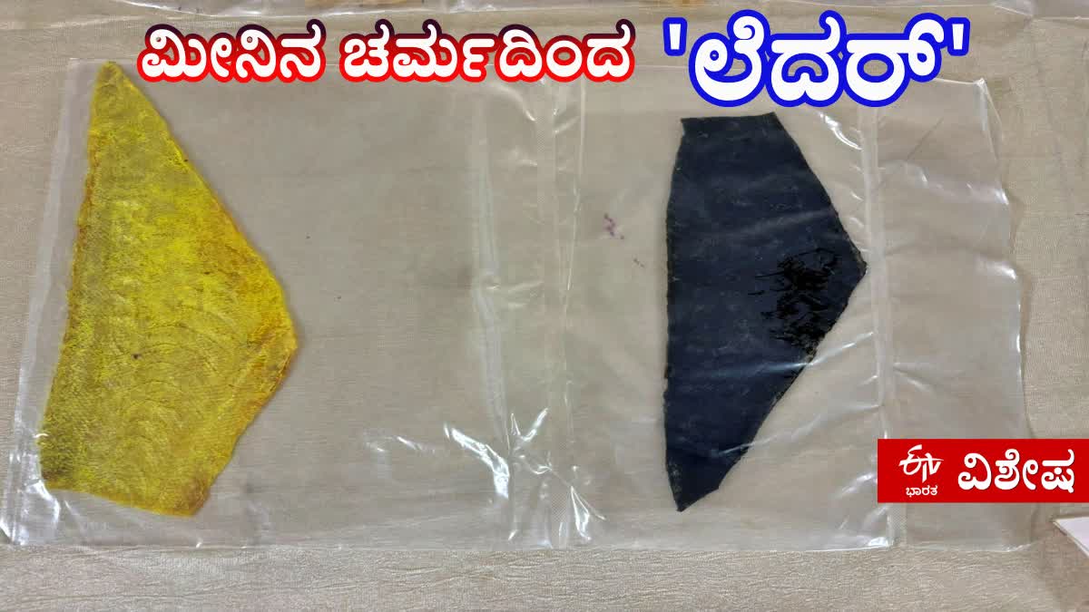 MANGALURU FISHERIES COLLEGE  LEATHER PRODUCTION FROM FISH SKIN  DAKSHINA KANNADA  ಮೀನು ಚರ್ಮ