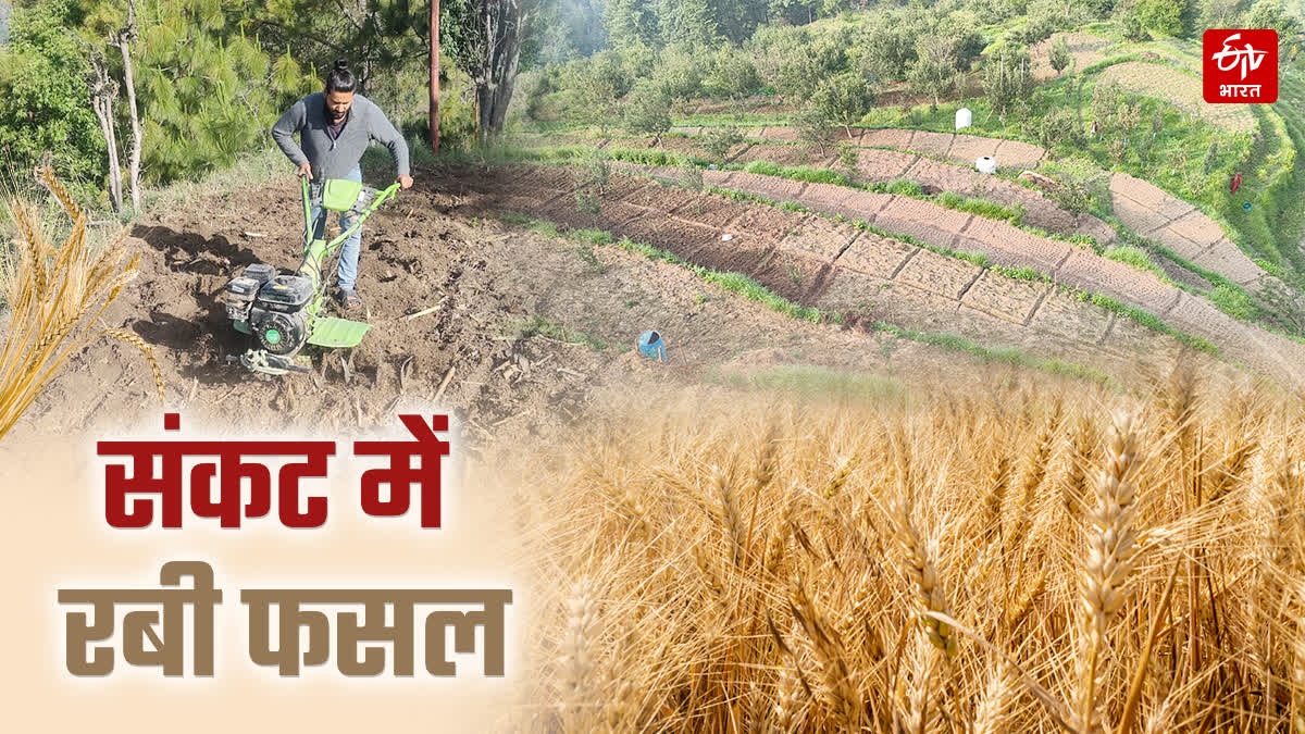 हिमाचल में संकट में रबी फसल