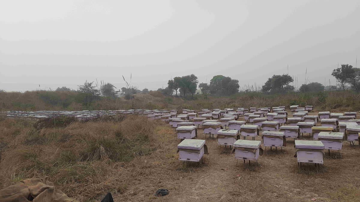 From Fields To Honey Hub, Beekeeping Is Sweetening Rural Incomes In Bharatpur