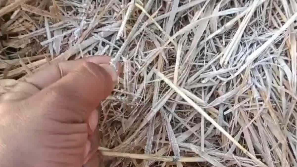 ZERO DEGREE CELSIUS IN SIMILIPAL