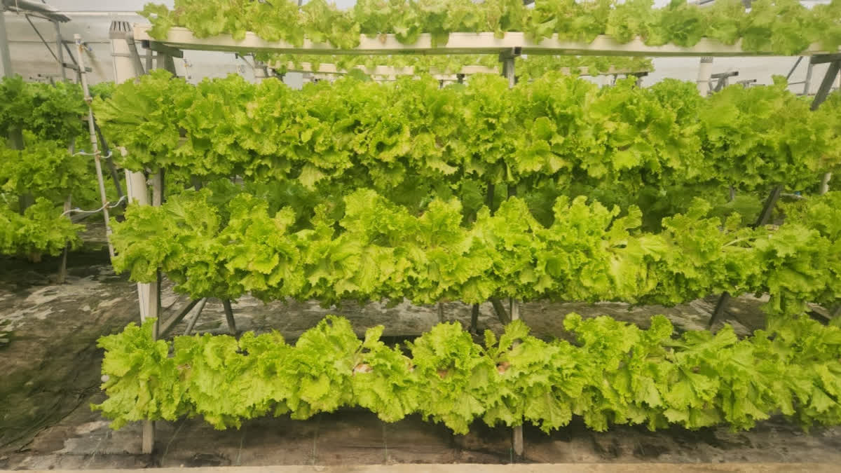 Cultivation Of Exotic Vegetables Being Promoted