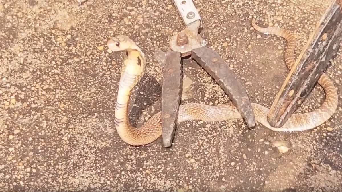 அரக்கோணம் அரசு மருத்துவமனையில் நல்ல பாம்பு