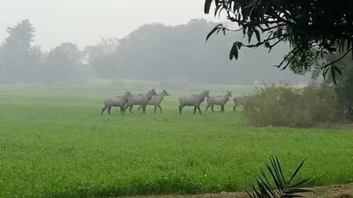 Nilgai