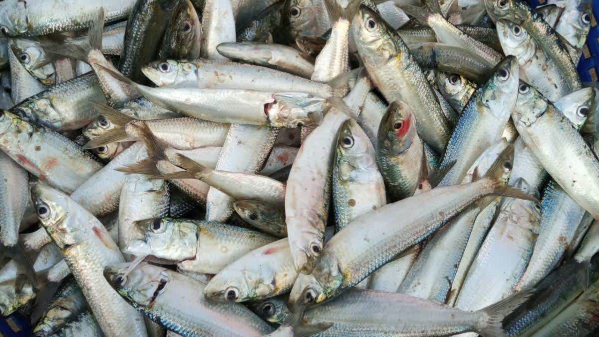 From Waste To Worth: Mangaluru Researchers Turn Fish Skin Into Eco ...