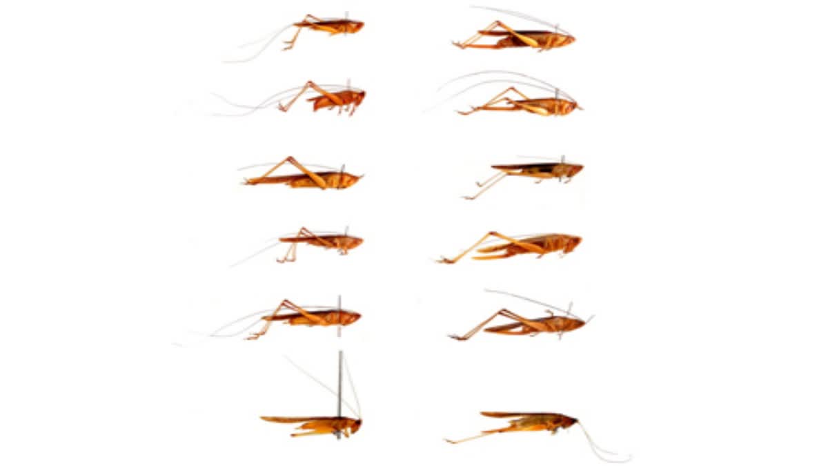 Scientists discover three new insect species