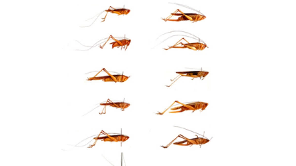 New Insect 'Songs' From Kashmir Lead Scientists To Discover Three Unknown Species